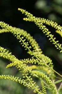 Ragweed photo