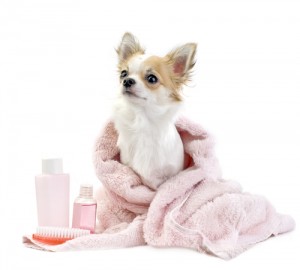 washing your dog helps allergies