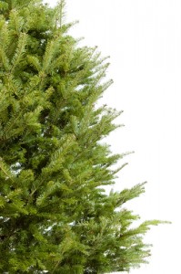 pine allergies