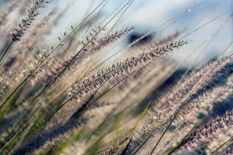 Top Allergenic Plants