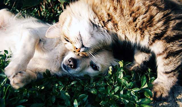 Pet-Allergy-Tips