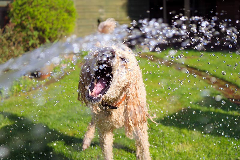 Love Dogs But Have Allergies Check Out These Hypoallergenic Dogs Love dogs but have allergies check out these hypoallergenic dogs