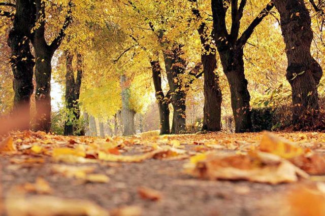 Fall Allergy Relief Tips