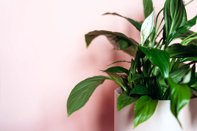 Air-Purifying Houseplants