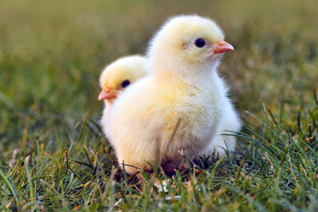 Egg Free Easter